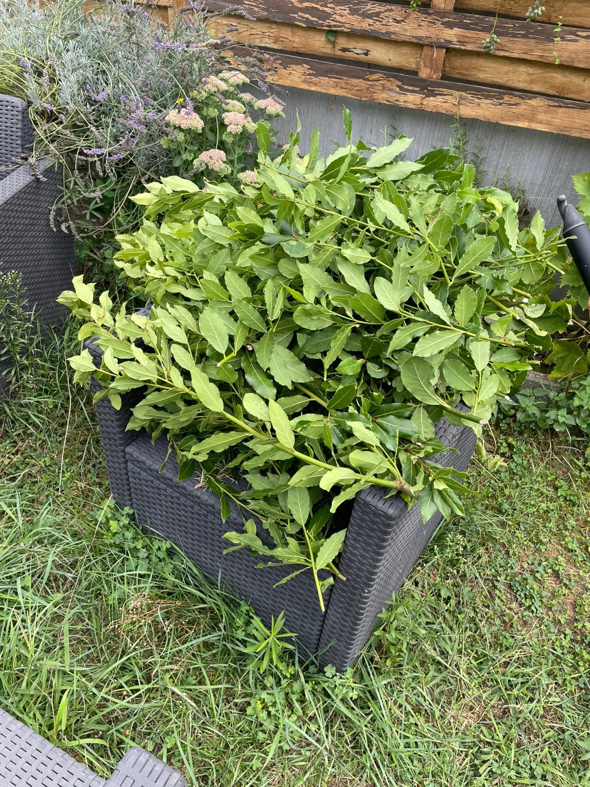 Tiges de feuilles de laurier cuisine à donner ou poubelle, Jardin & Terrasse, Enlèvement
