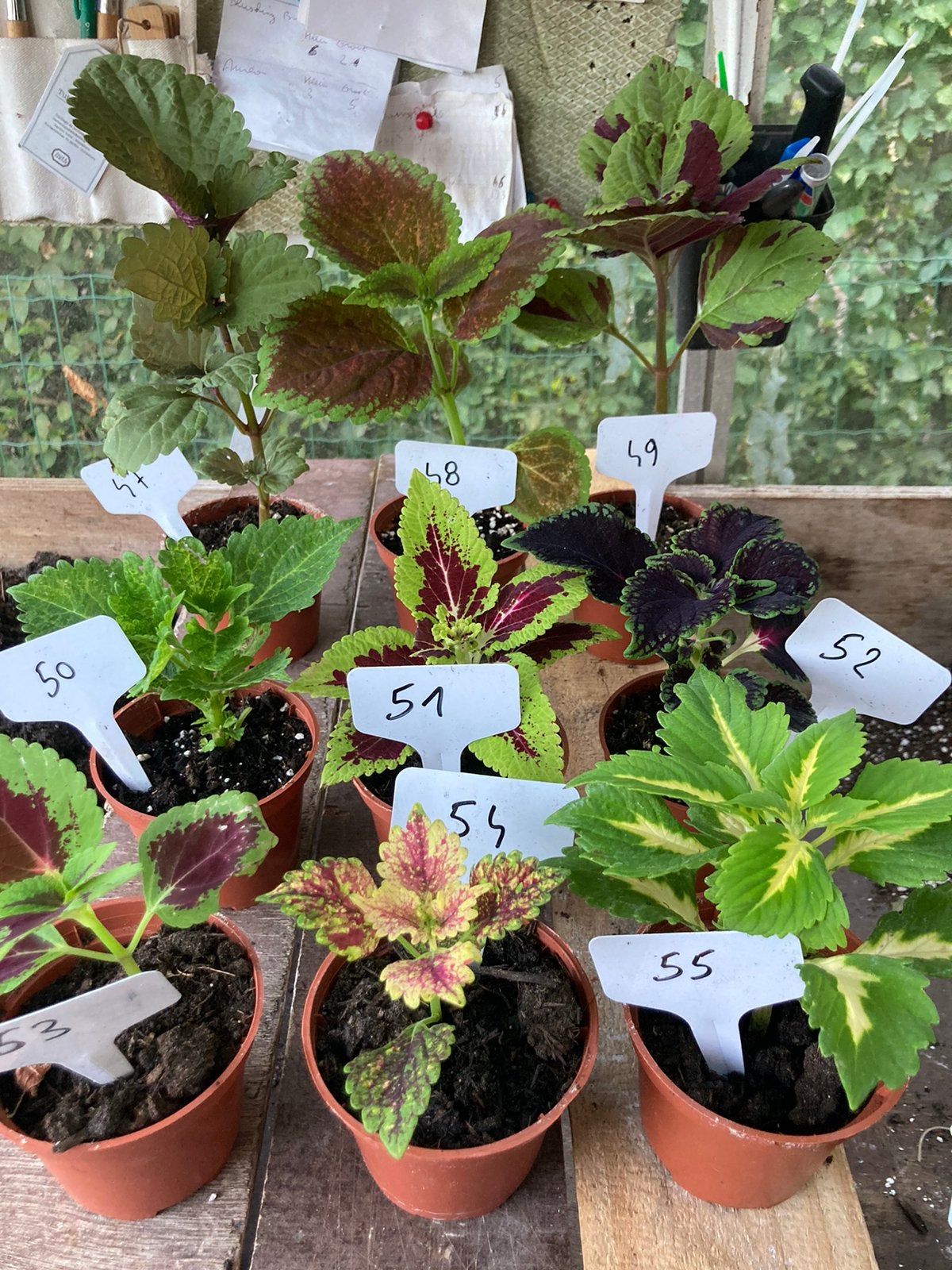 Siernetels te koop, Tuin en Terras, Overige soorten, Ophalen of Verzenden, Tweejarig, Halfschaduw