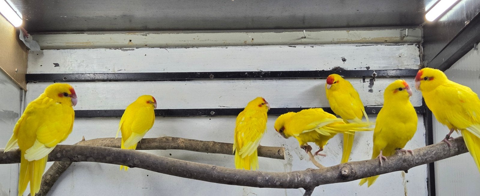 kakarikies 2026. geringt, Meerdere dieren, Parkiet, Geringd