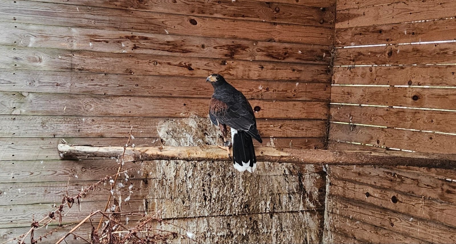 GERESERVEERD Woestijnbuizerd te geef tegen goede zorgen, Dieren en Toebehoren, Vrouwelijk, Roofvogel, Geringd