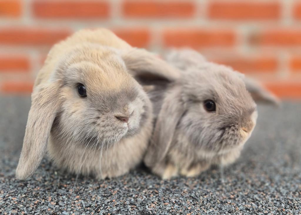MINILOP x NHD KOPPELTJE, Dieren en Toebehoren, Konijnen, Meerdere dieren, Dwerg, Hangoor, 0 tot 2 jaar
