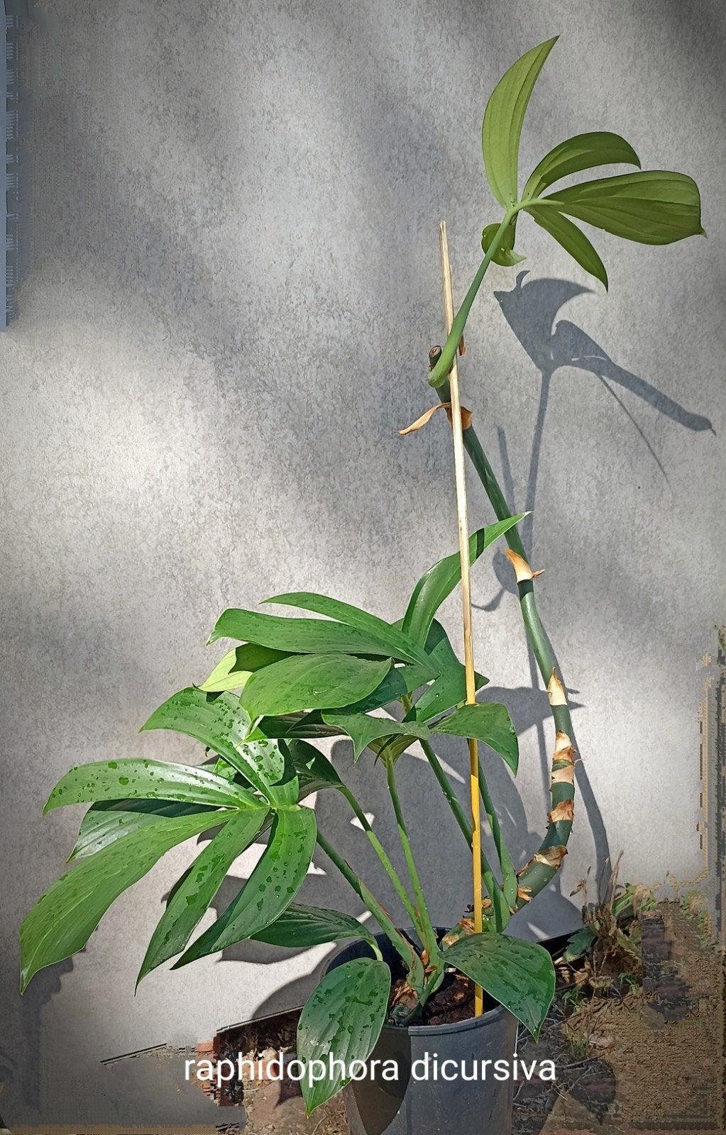 plante d'intérieur, 1 pièce, Enlèvement