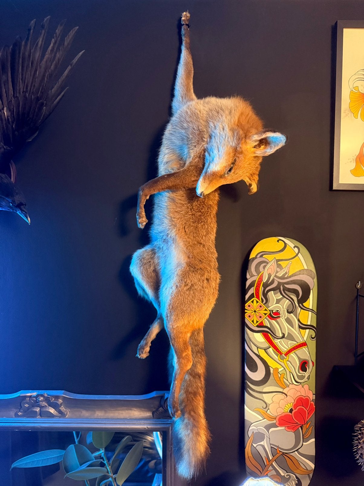 Taxidermie vos, Ophalen