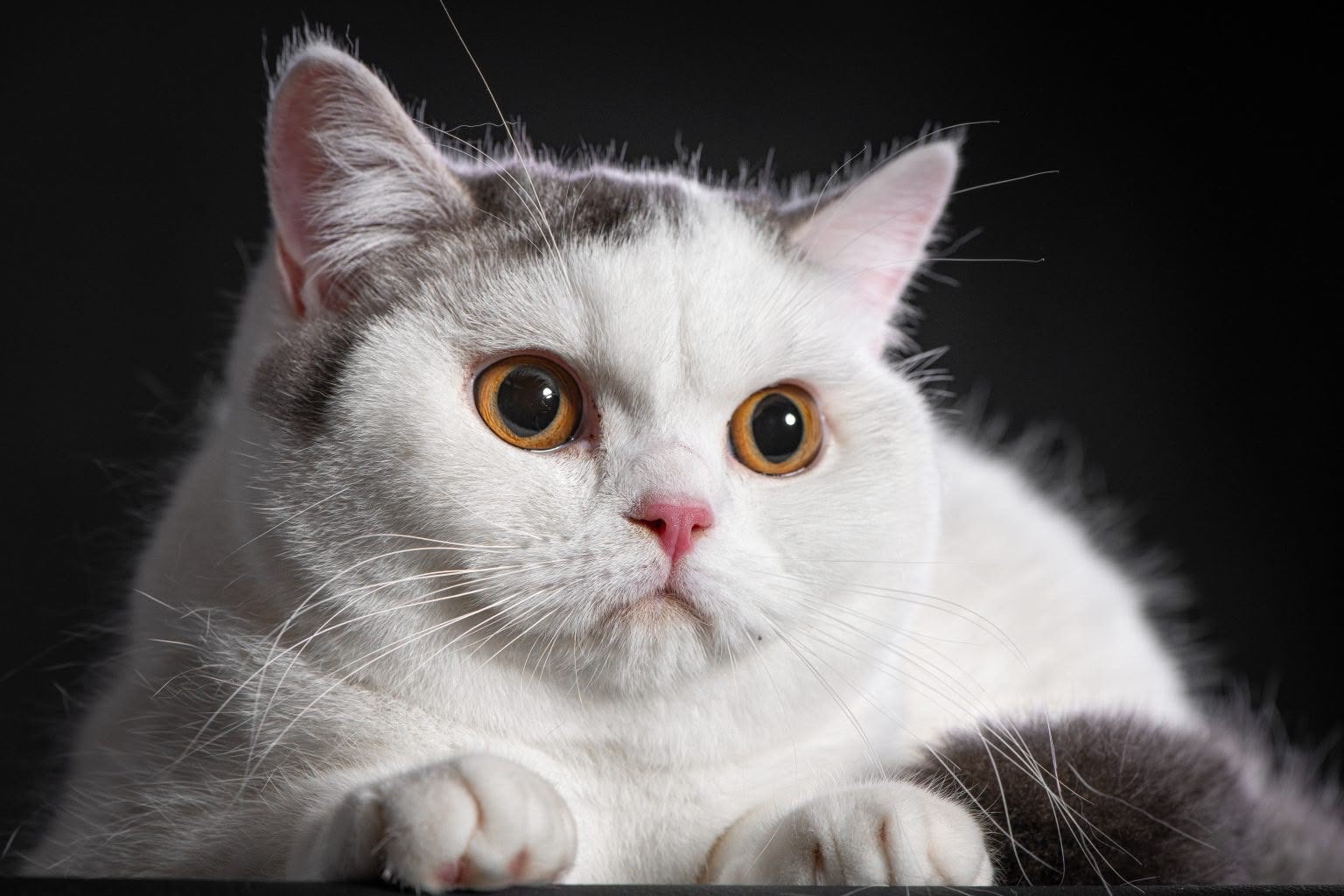 Herplaatsing  Britse korthaar poes met Stamboom, Chatte ou Chat, Avec pedigree