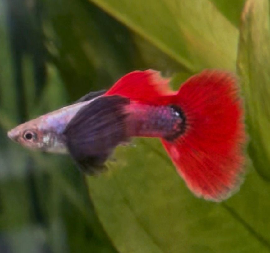 Platinum dumbo ear red tail guppy mannen., Poisson, Poisson d'eau douce