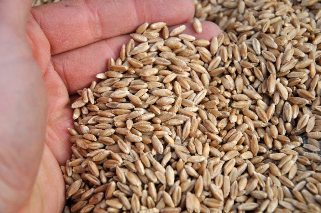 Triticale 2026