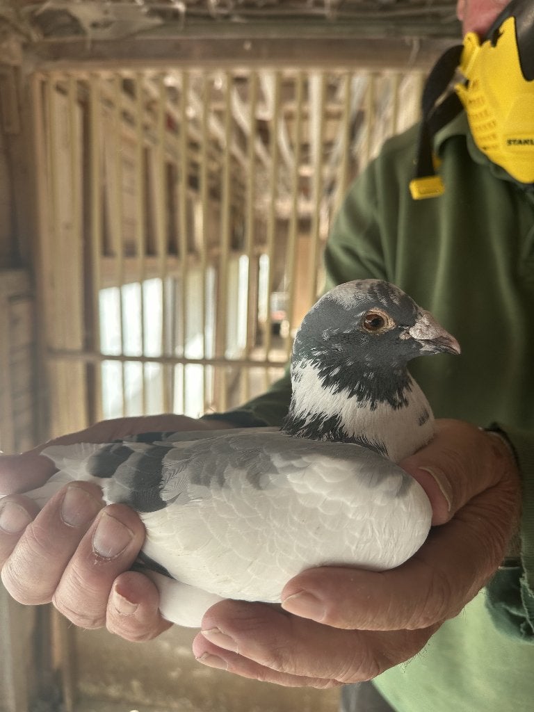 Bewezen kweekduiven, Mâle, Pigeon voyageur