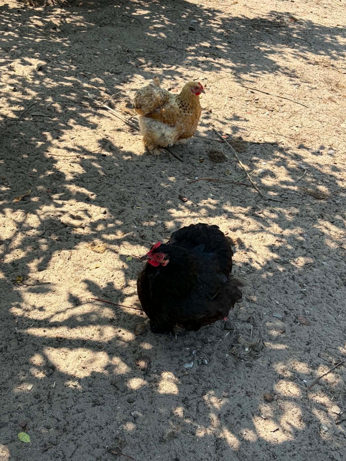 Laatste 2 cochinkriel hennen