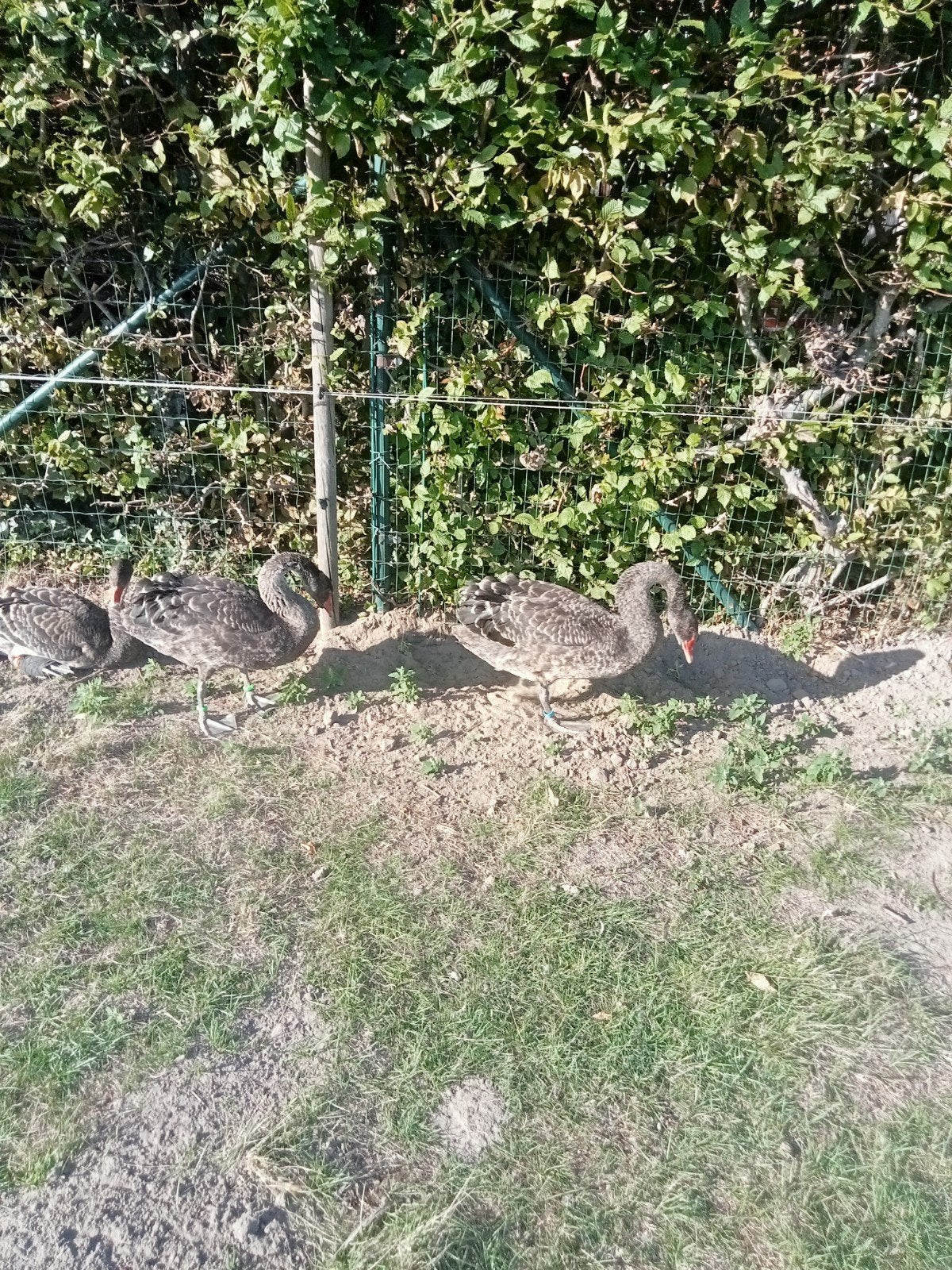 4 jonge zwarte zwanen., Dieren en Toebehoren