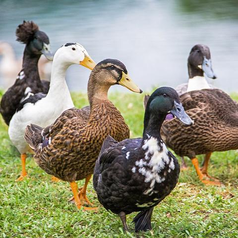 wij zoeken eenden, zwanen en hanzen