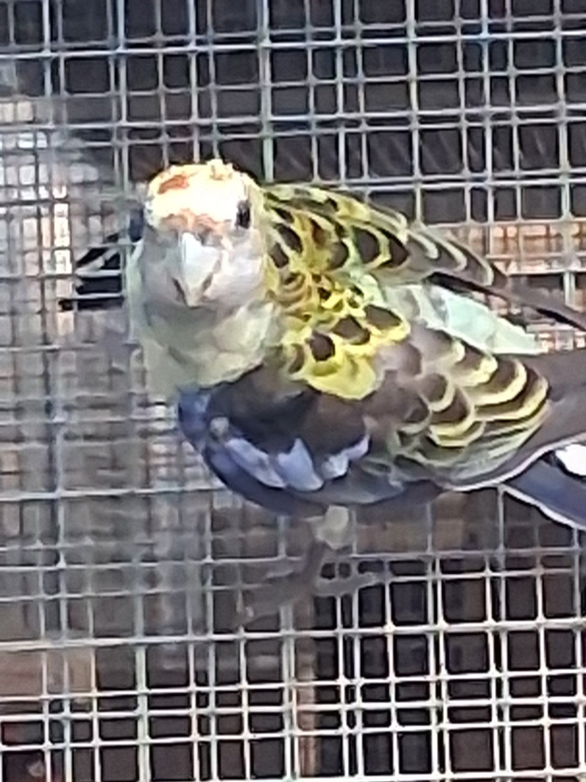 bleekkoprosella, Plusieurs animaux, Perruche, Bagué