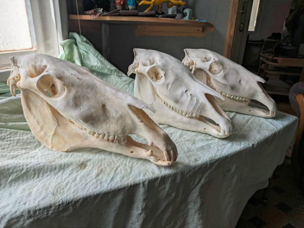 Crâne de cheval, anatomie des os de cheval, os de cheval, Envoi, Comme neuf, Cheval, Crâne