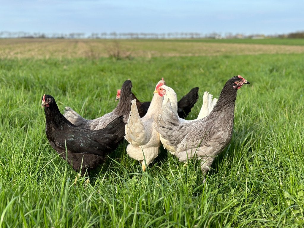 Jonge tamme Groenleggers gesekst en ingeënt, Dieren en Toebehoren, Vrouwelijk, Kip