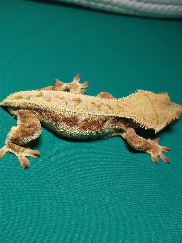 Proven Female Tricolor Lilly White Crested Gecko | 3 Jaar, Dieren en Toebehoren, Hagedis, Met terrarium, 3 tot 6 jaar