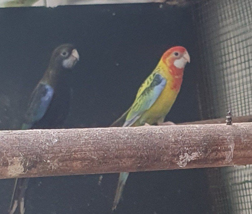 Rosella, Dieren en Toebehoren, Meerdere dieren, Parkiet, Geringd