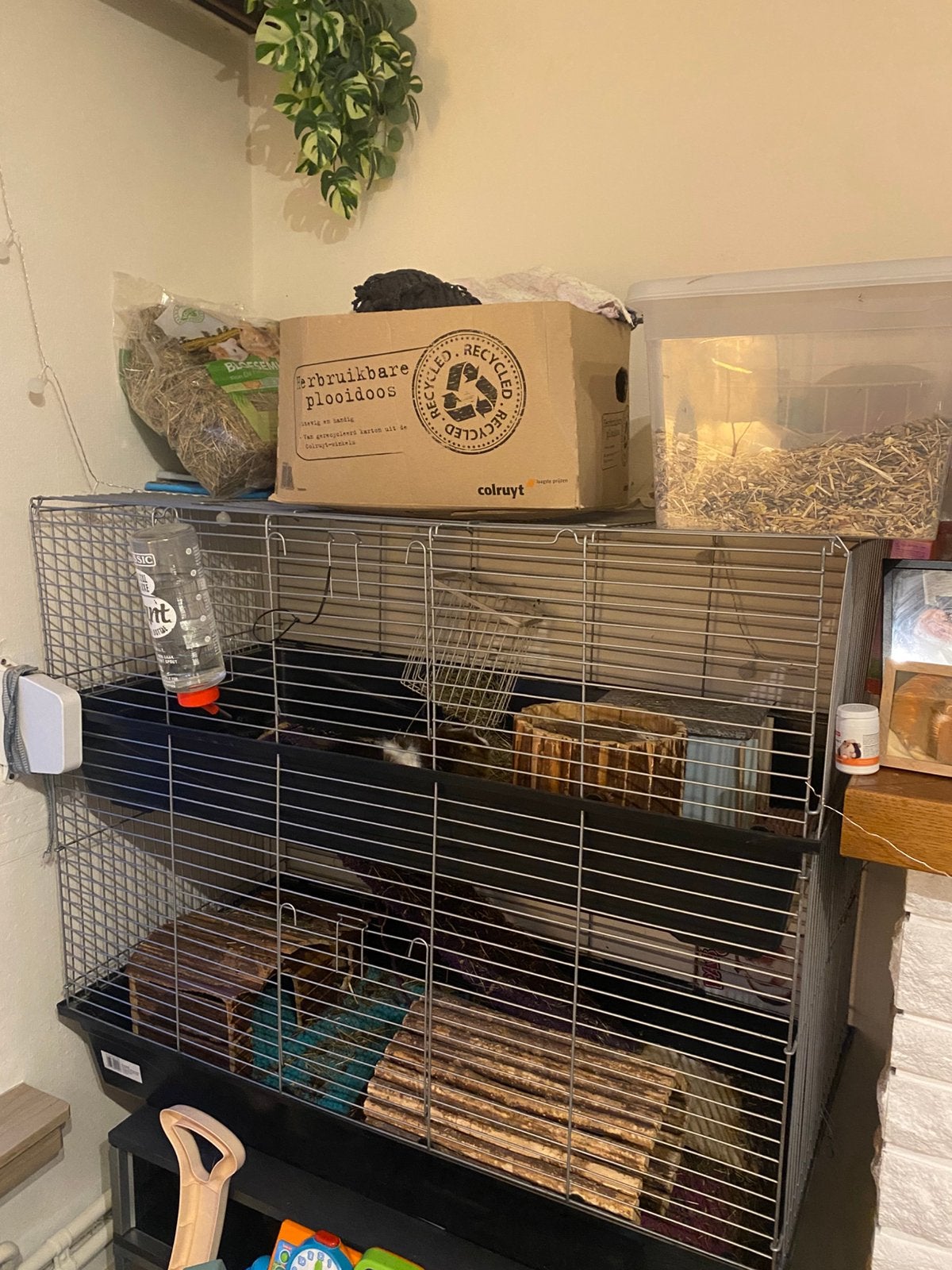 2 cobayes + cage + accessoires GRATUITS, Animaux & Accessoires, Enlèvement, Comme neuf, Cage, Cobaye