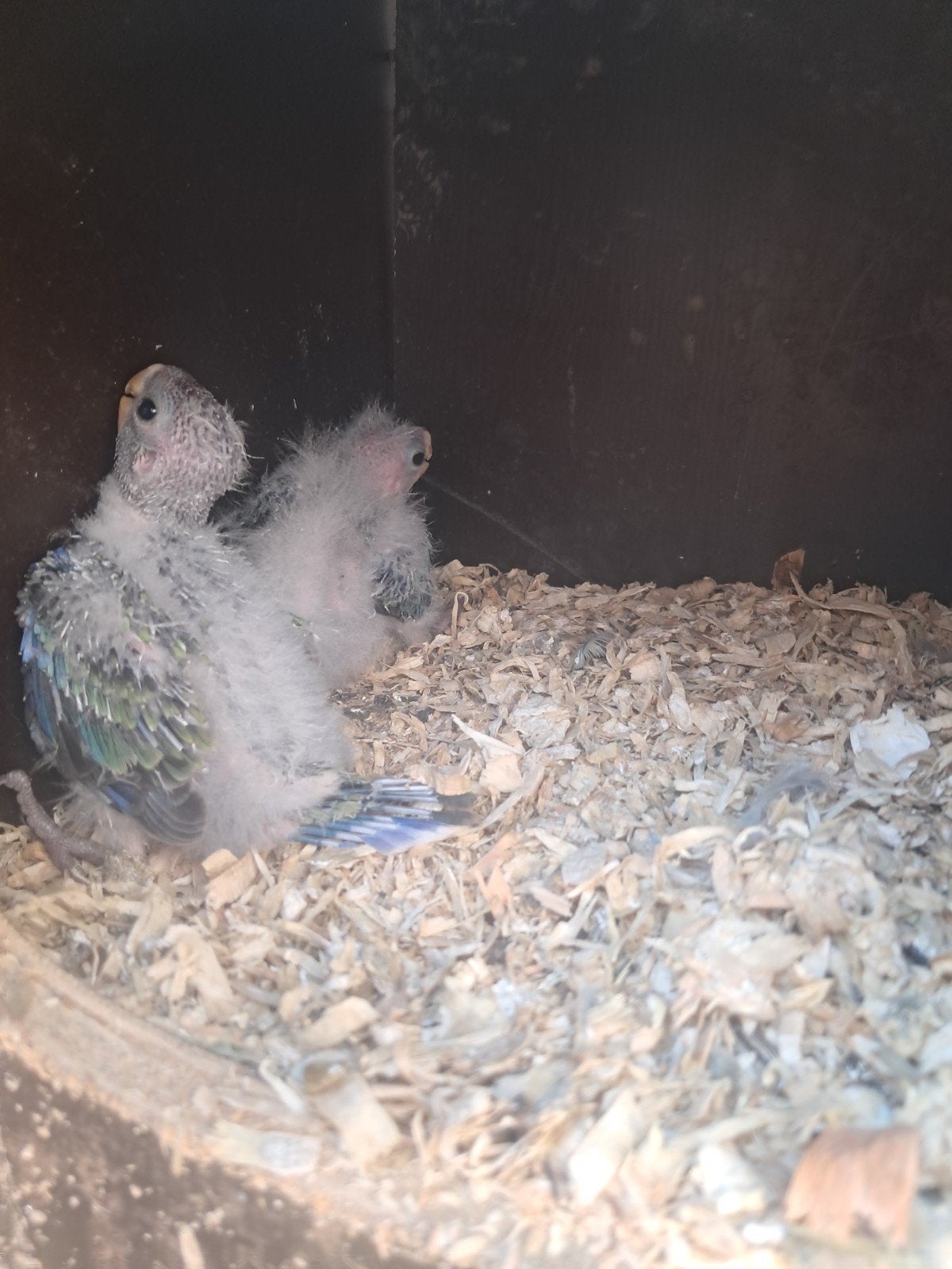 3 jonge rosella