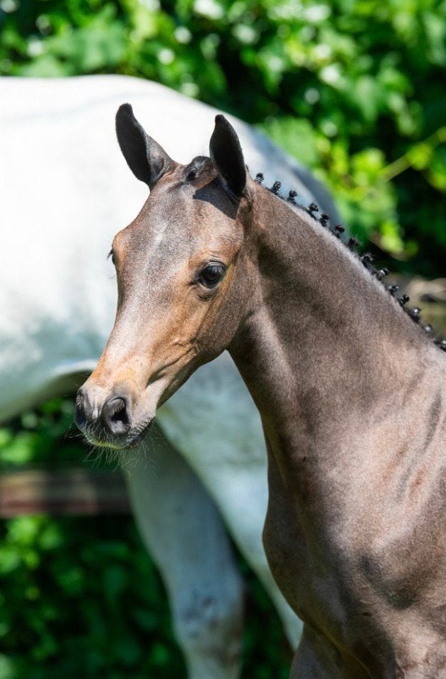 2 springgefokte hengstveulens, Dieren en Toebehoren, Springpaard, Met stamboom, Z, 0 tot 2 jaar