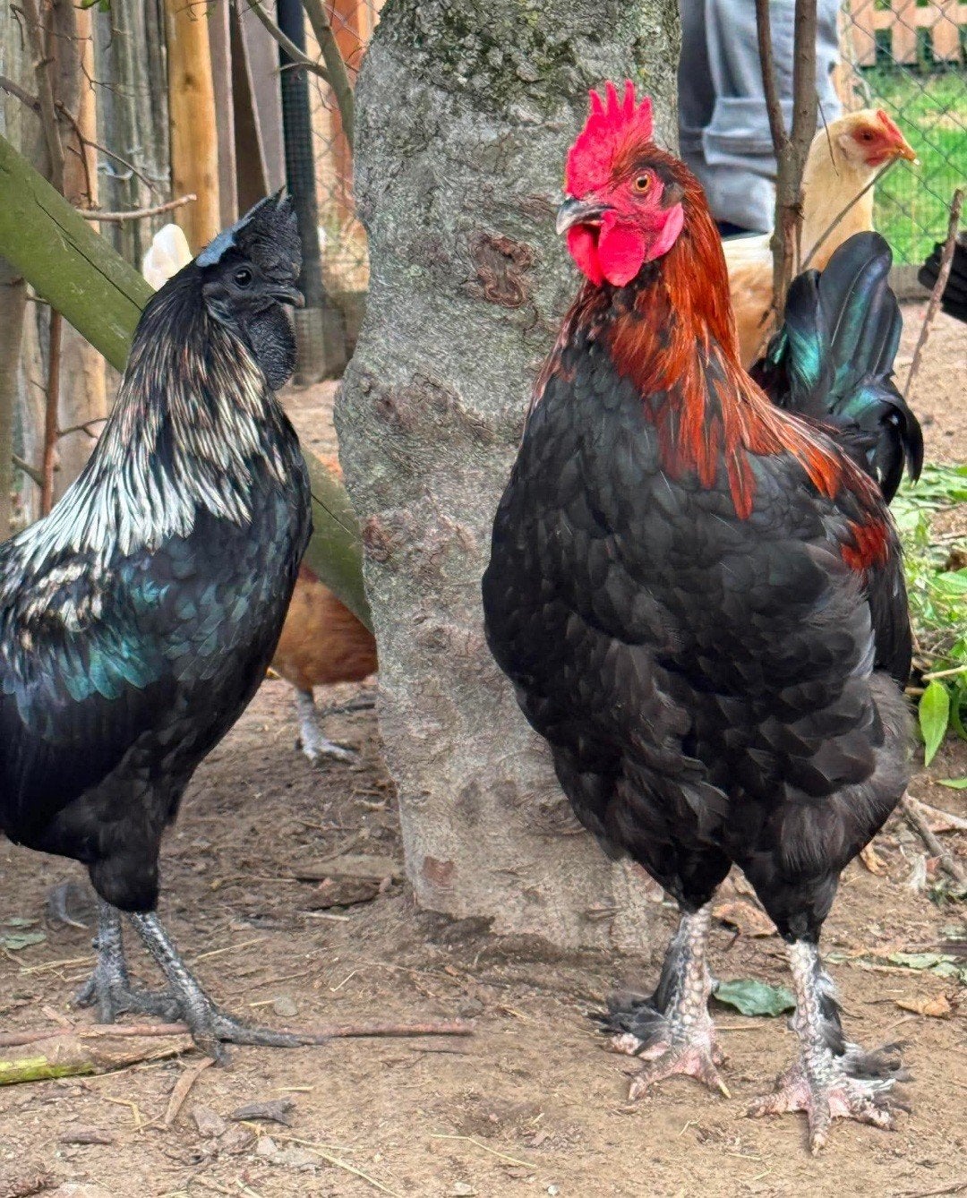 Mooie Maran Haan, Dieren en Toebehoren, Pluimvee
