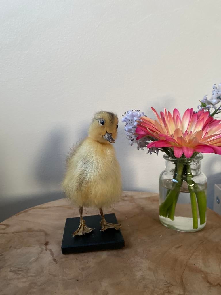 Taxidermie opgezet eendje, Verzamelen, Ophalen