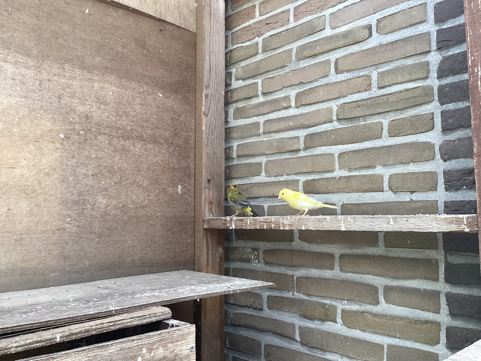 Kanarie, Dieren en Toebehoren