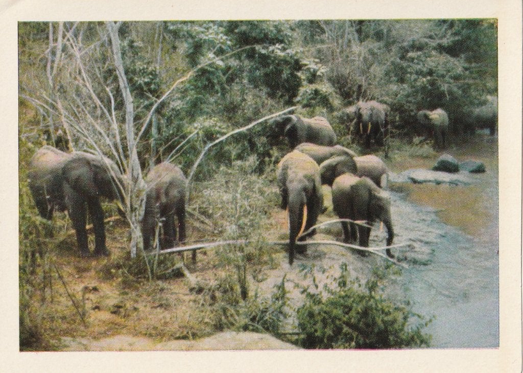 CHROMO  KUDDE  OLIFANTEN, Enlèvement ou Envoi, Comme neuf, Animal, Gravure