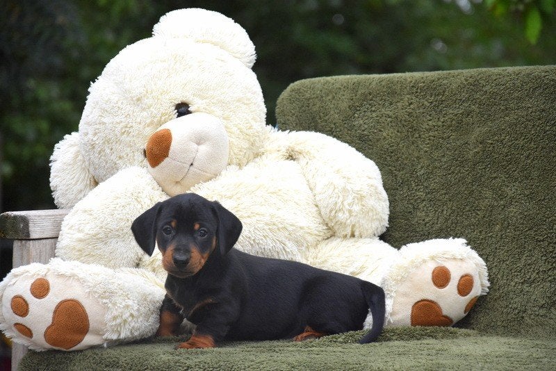 Prachtige Black and Tan Teckel pupjes, Dieren en Toebehoren, België, Standaard, CDV (hondenziekte), 8 tot 15 weken