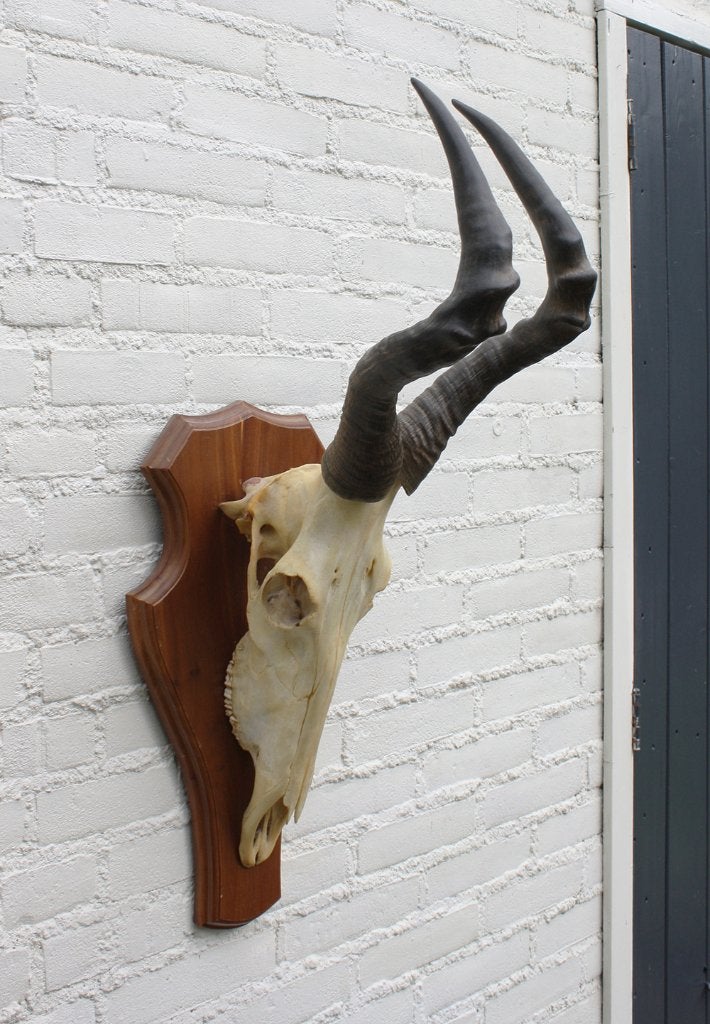 Schedel RED HARTEBEEST compleet met kiezen (ref. C), Verzamelen, Ophalen of Verzenden, Gebruikt, Wild dier, Schedel