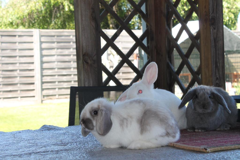Konijn, Meerdere dieren, Klein, Hangoor