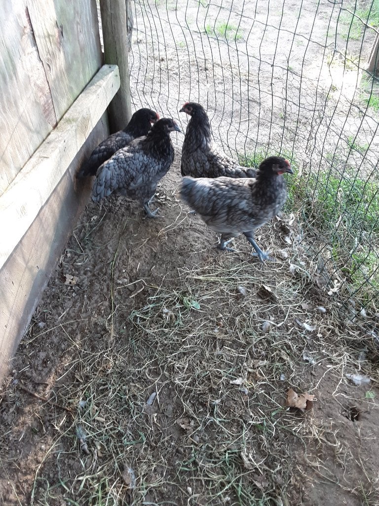 Australorp hennen blauw, Dieren en Toebehoren, Pluimvee