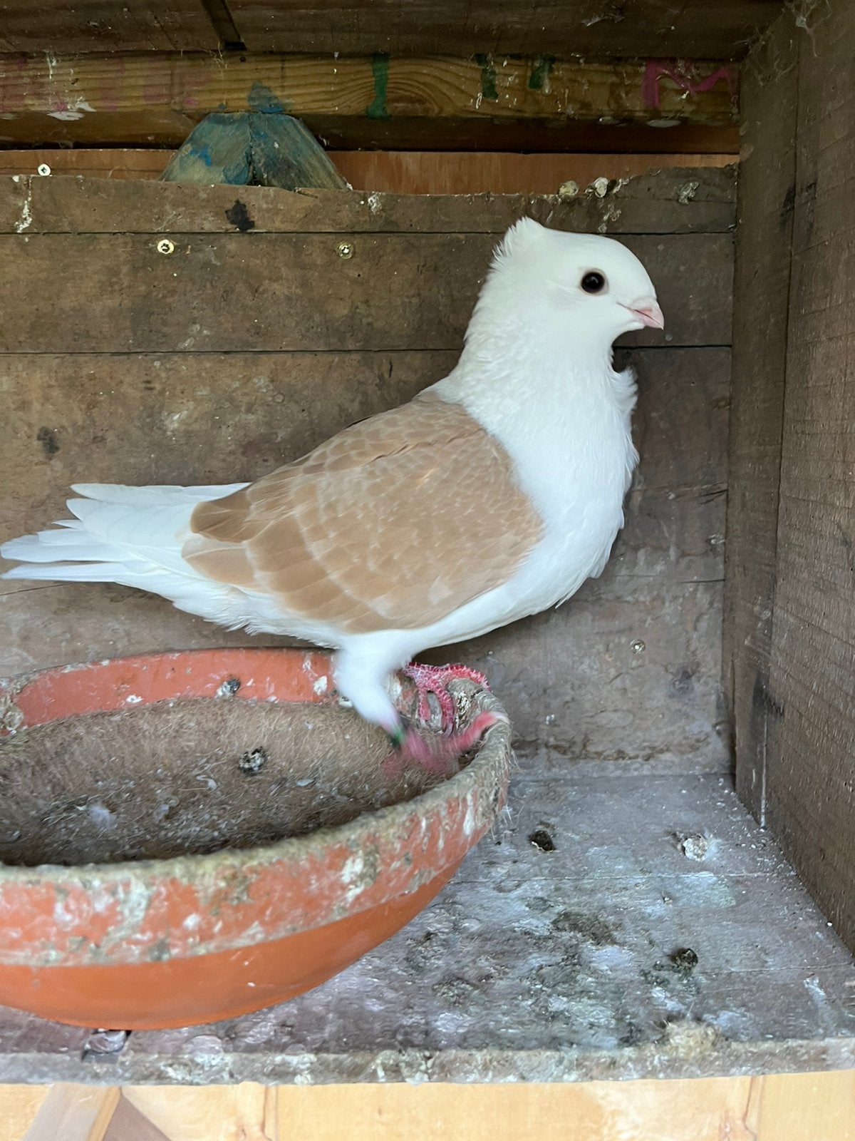 Jonge vlaanderse smierel duif, Dieren en Toebehoren