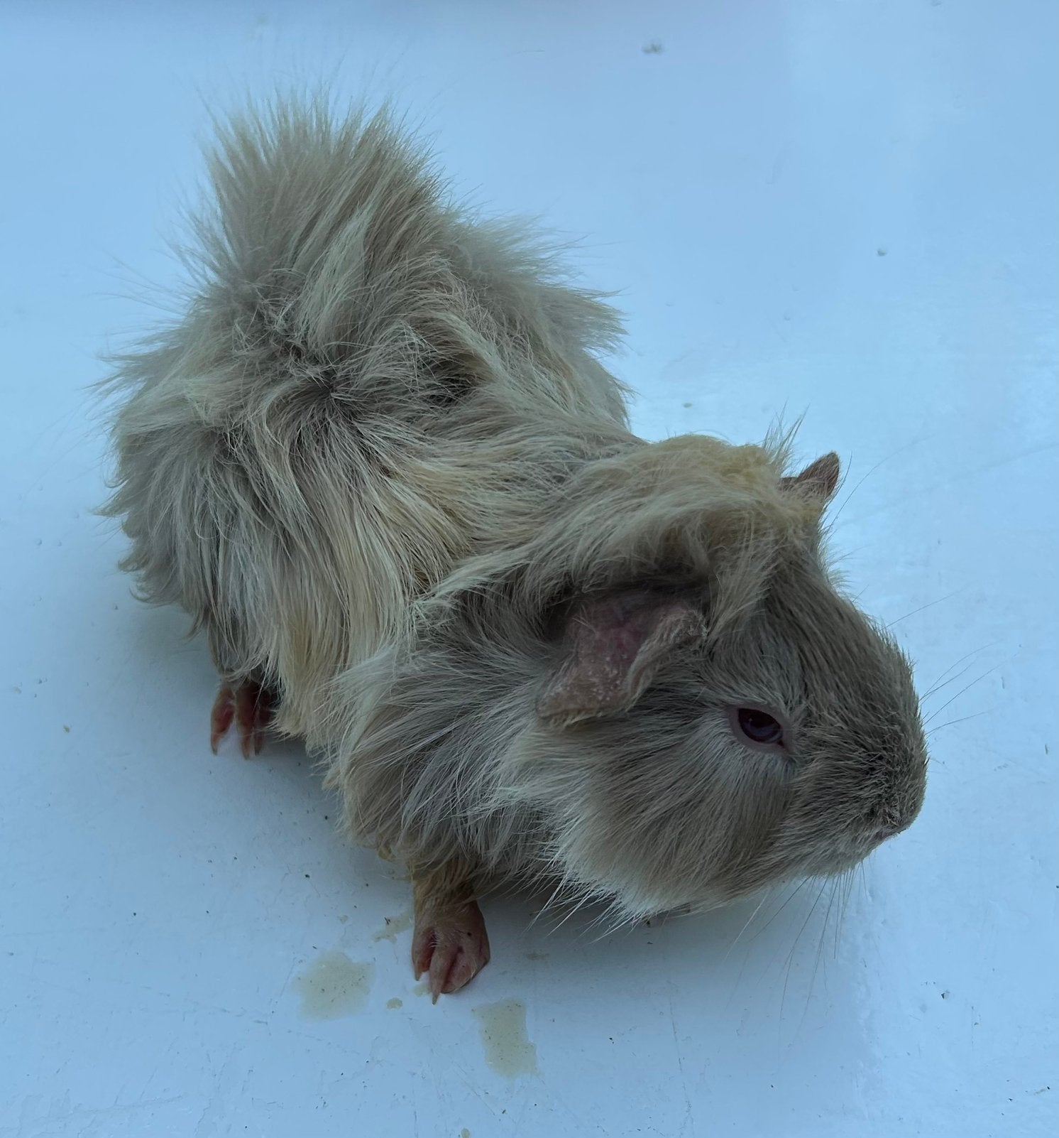 Langharig ( peruvian) vrouwtje cavia, Dieren en Toebehoren, Maart, Vrouwelijk, Cavia