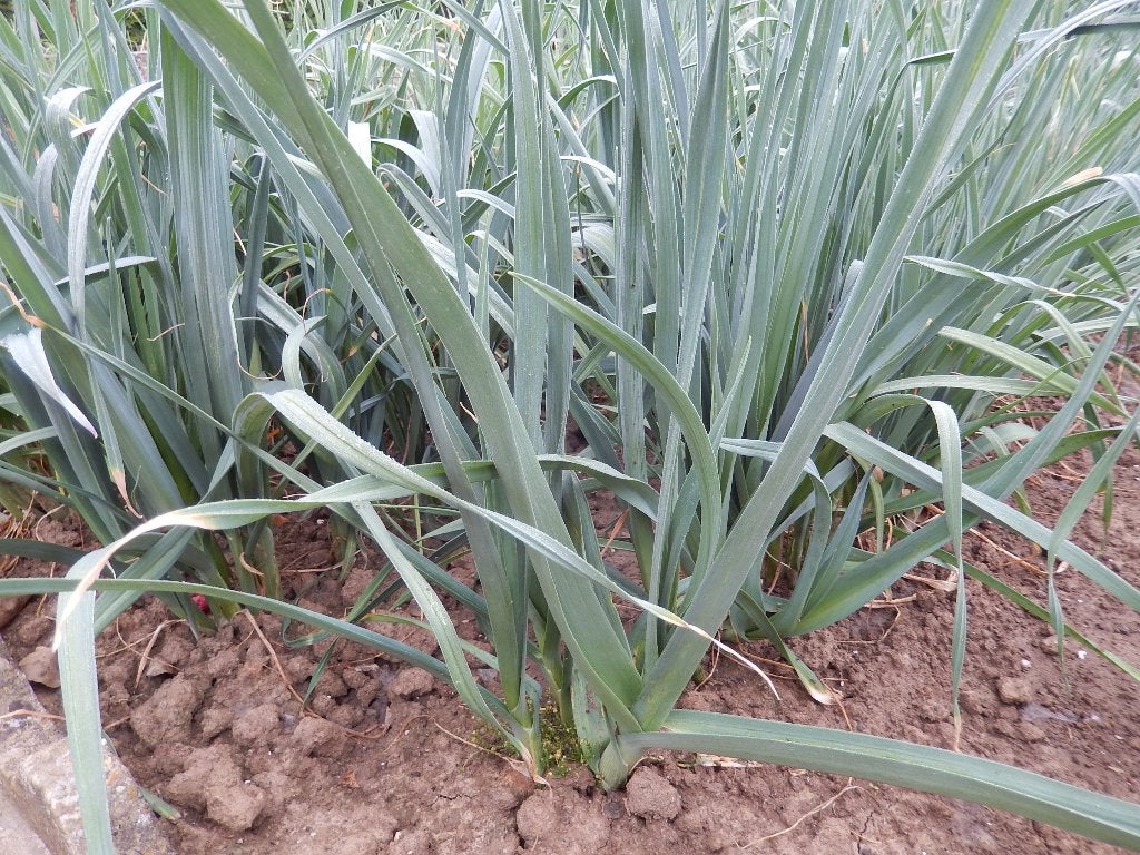 Plants de poireaux, Enlèvement, Plantes potagères