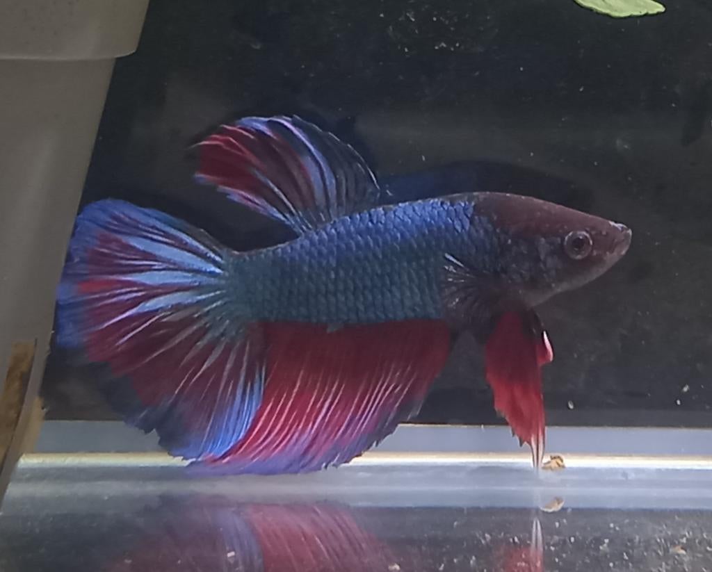 Betta halfmoon mannen, Vis, Zoetwatervis