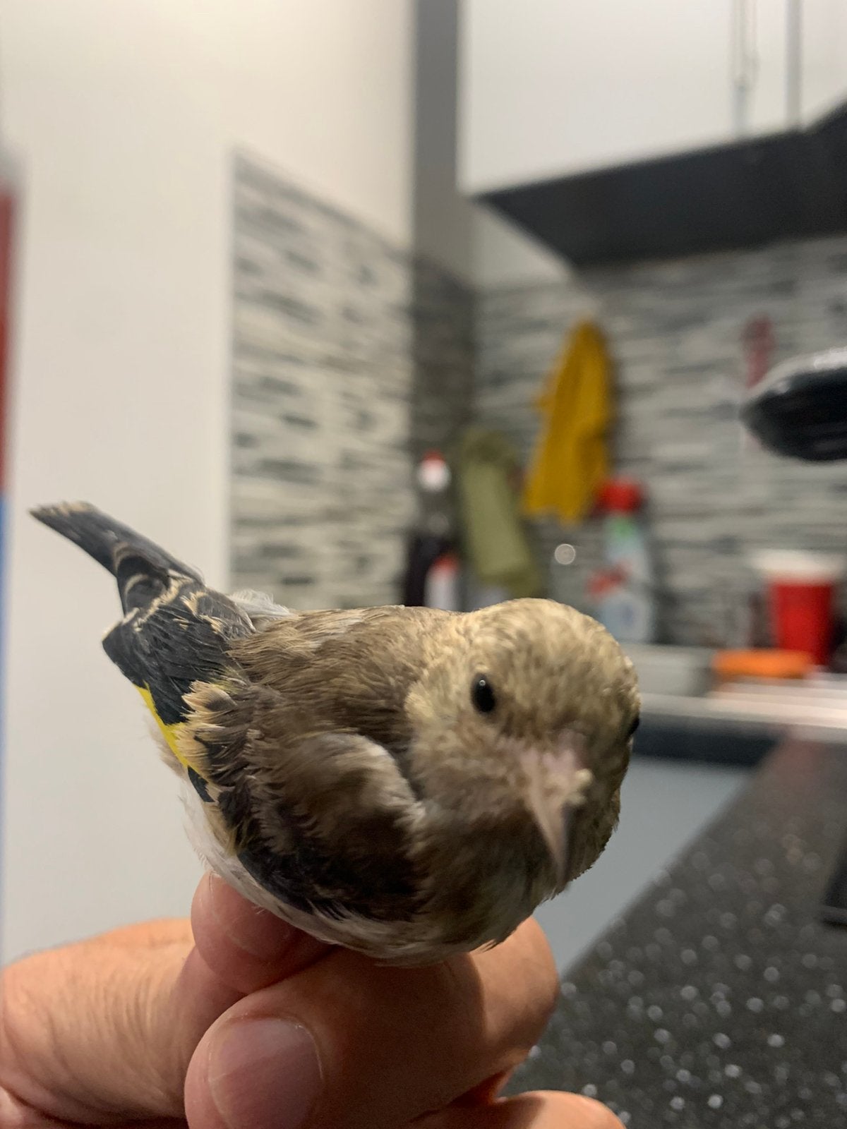 Jeune femelle parva du Maroc, Animaux & Accessoires, Oiseaux | Oiseaux Autre, Femelle