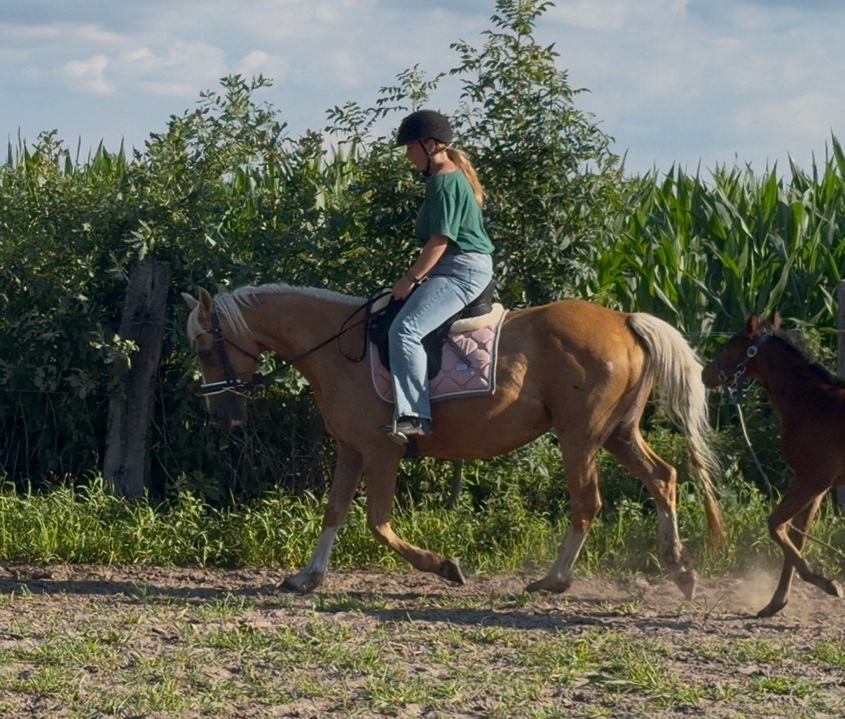Prachtige palomino merrie, Jument