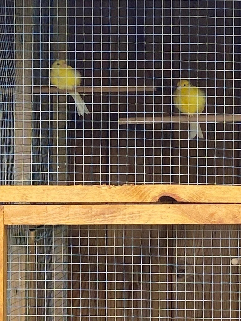kanarie, Dieren en Toebehoren, Vogels | Kanaries, Geslacht onbekend, Kleurkanarie