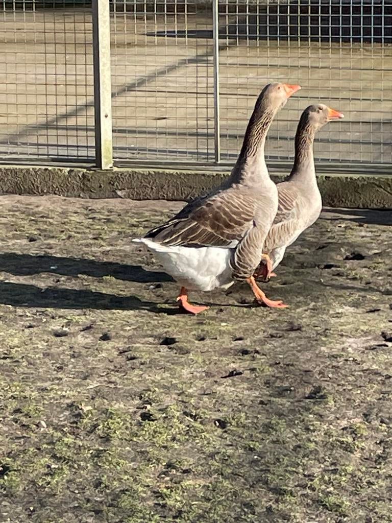 Telouse gans, Plusieurs animaux, Oie ou Cygne