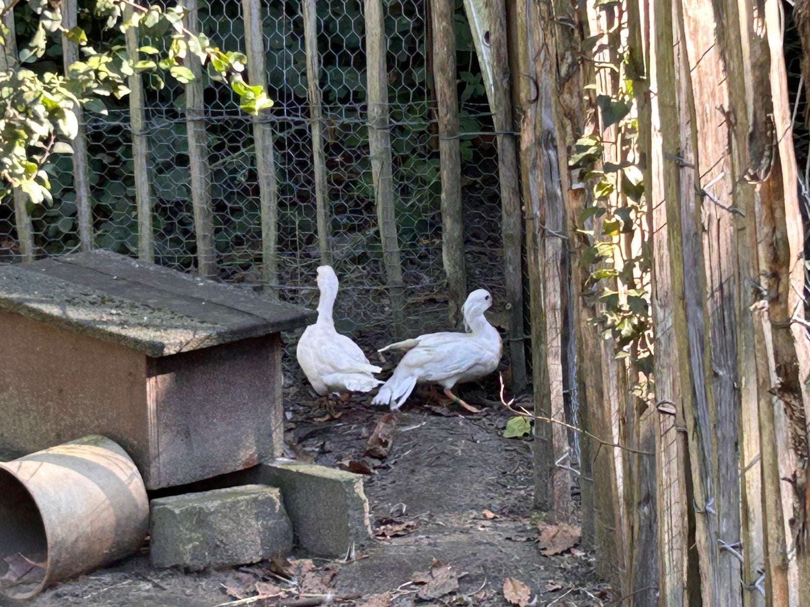 Siereenden witte mandarijnen, Dieren en Toebehoren