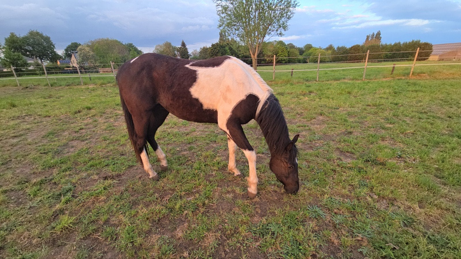 Pinto, Dieren en Toebehoren, Paarden, Ruin