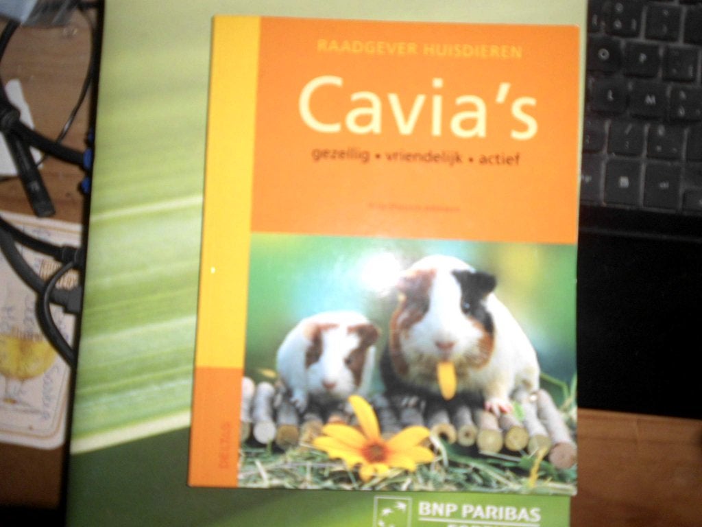 zo goed als nieuw cavia boekje over cavia s, Dieren en Toebehoren, Knaagdieren, Januari, Cavia