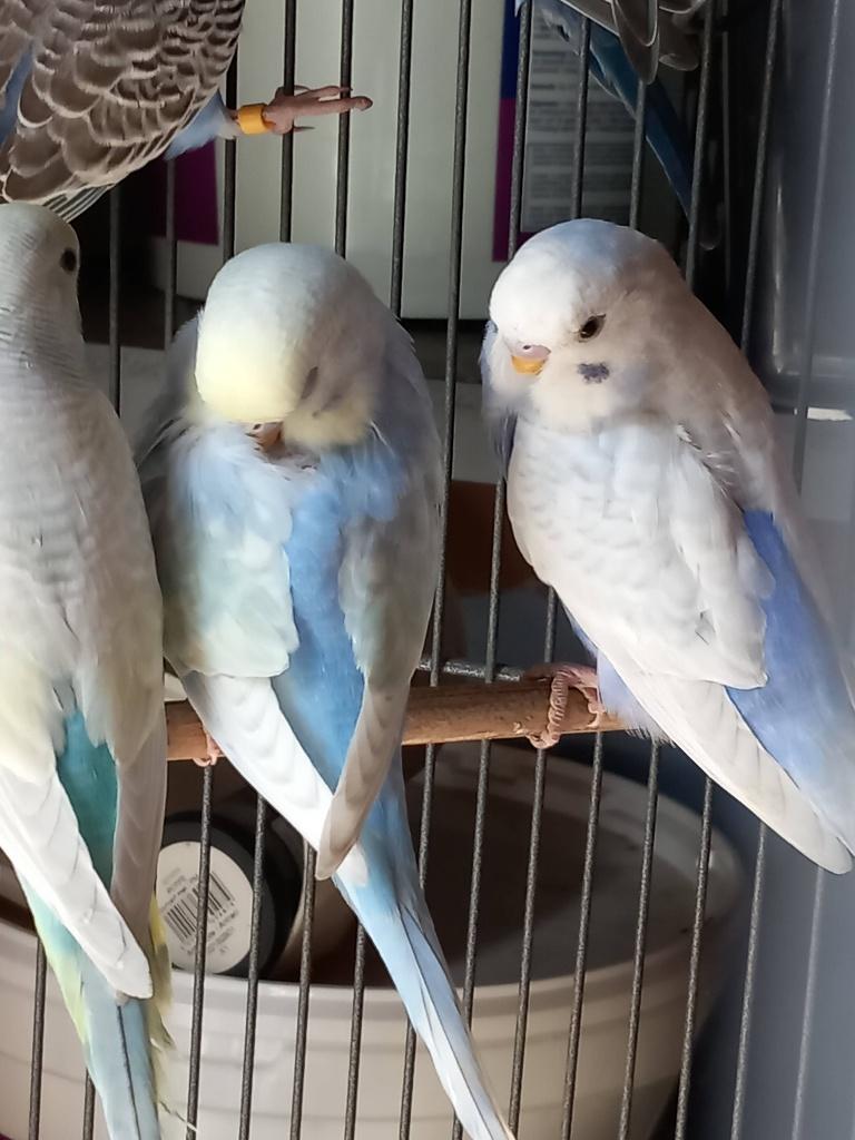Jonge grasparkietjs, Meerdere dieren, Overige soorten