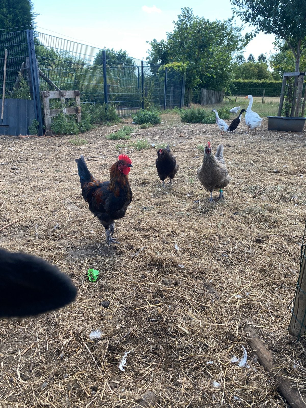 Kippen te koop, Dieren en Toebehoren, Meerdere dieren, Kip