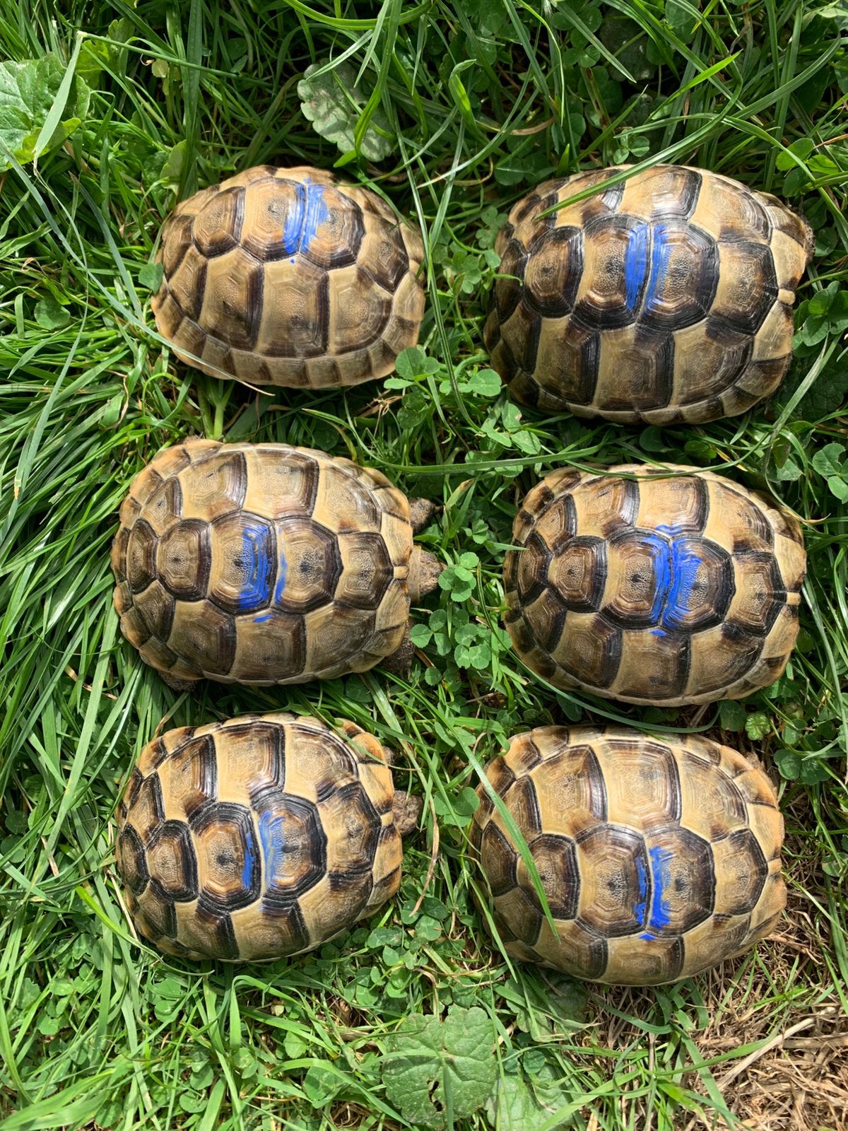Landschildpad - Testudo Graeca Ibera - nakweek 2025, Dieren en Toebehoren, Schildpad, Tam, 0 tot 2 jaar