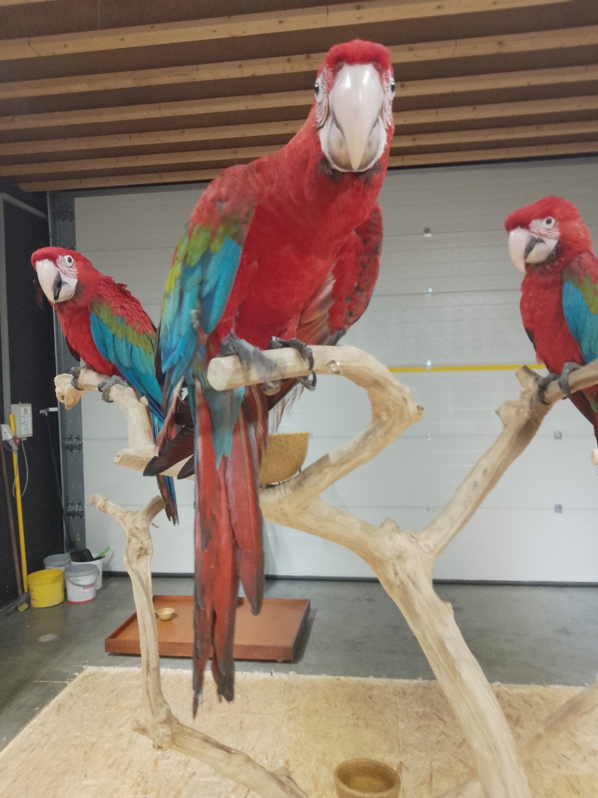 De jeunes aras à ailes vertes apprivoisés dotés d'ADN et tes, Plusieurs animaux, Perroquet, Domestique