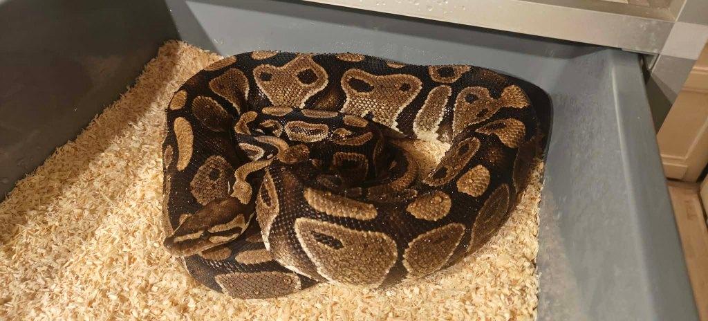 ball python 0.1 WK het cryptic, Slang, Tam, 7 tot 10 jaar