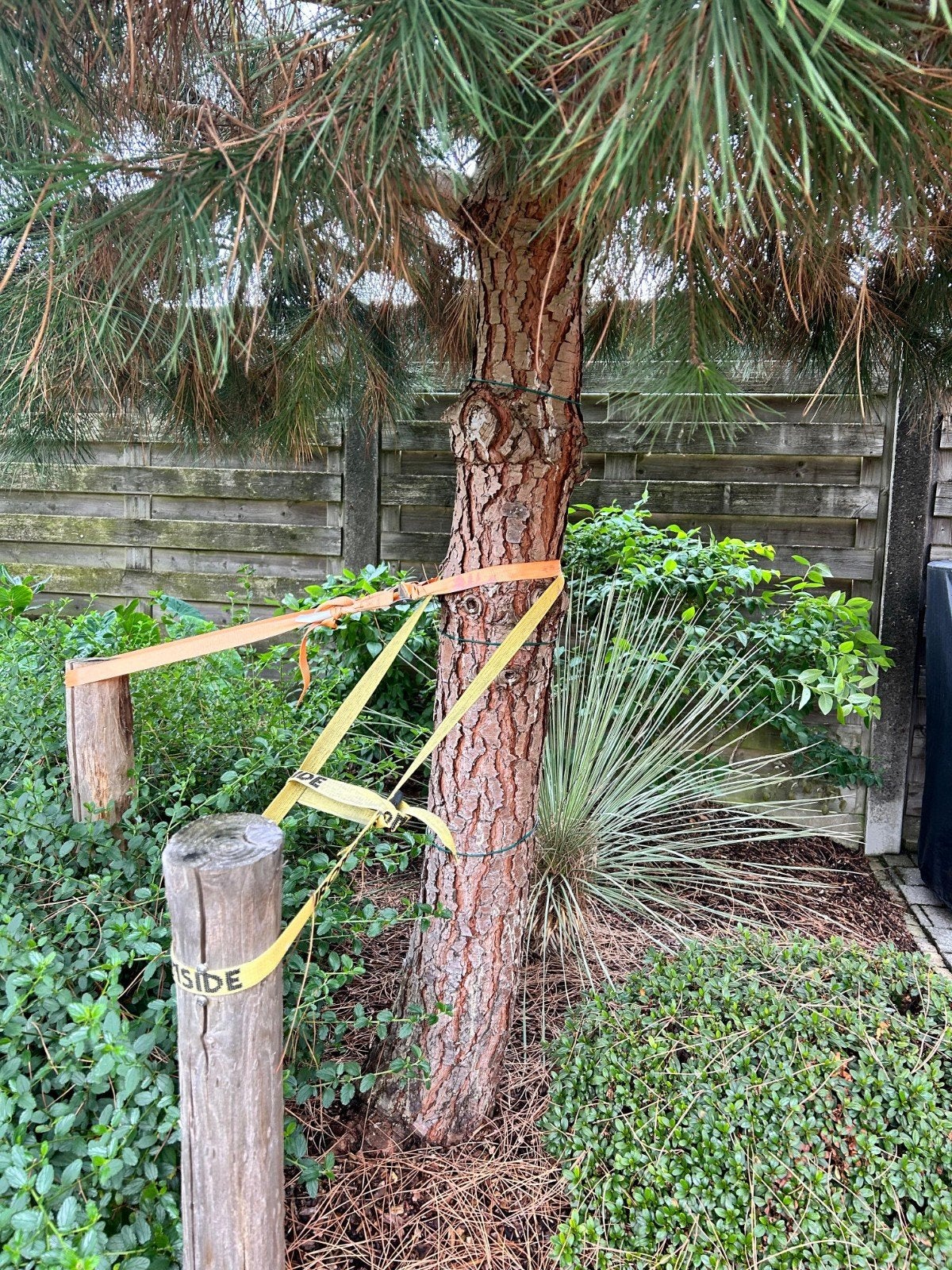 pinus pinea boom, Tuin en Terras, Ophalen