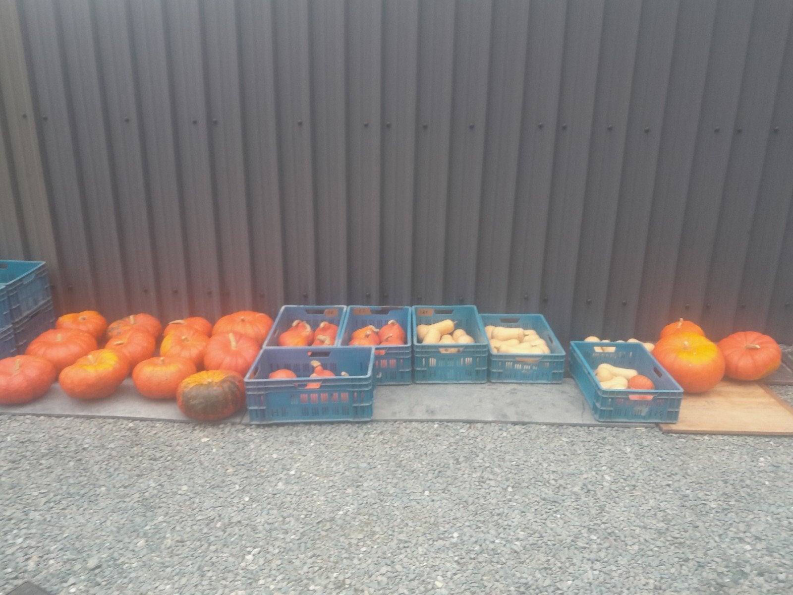 pompoenen en butternut, Ophalen