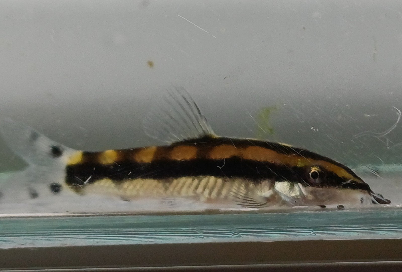 Hobbyaquarium Ambastaia Sidthimunki / dwergbotia, Dieren en Toebehoren, Vissen | Aquariumvissen, Vis, Zoetwatervis, Schoolvis