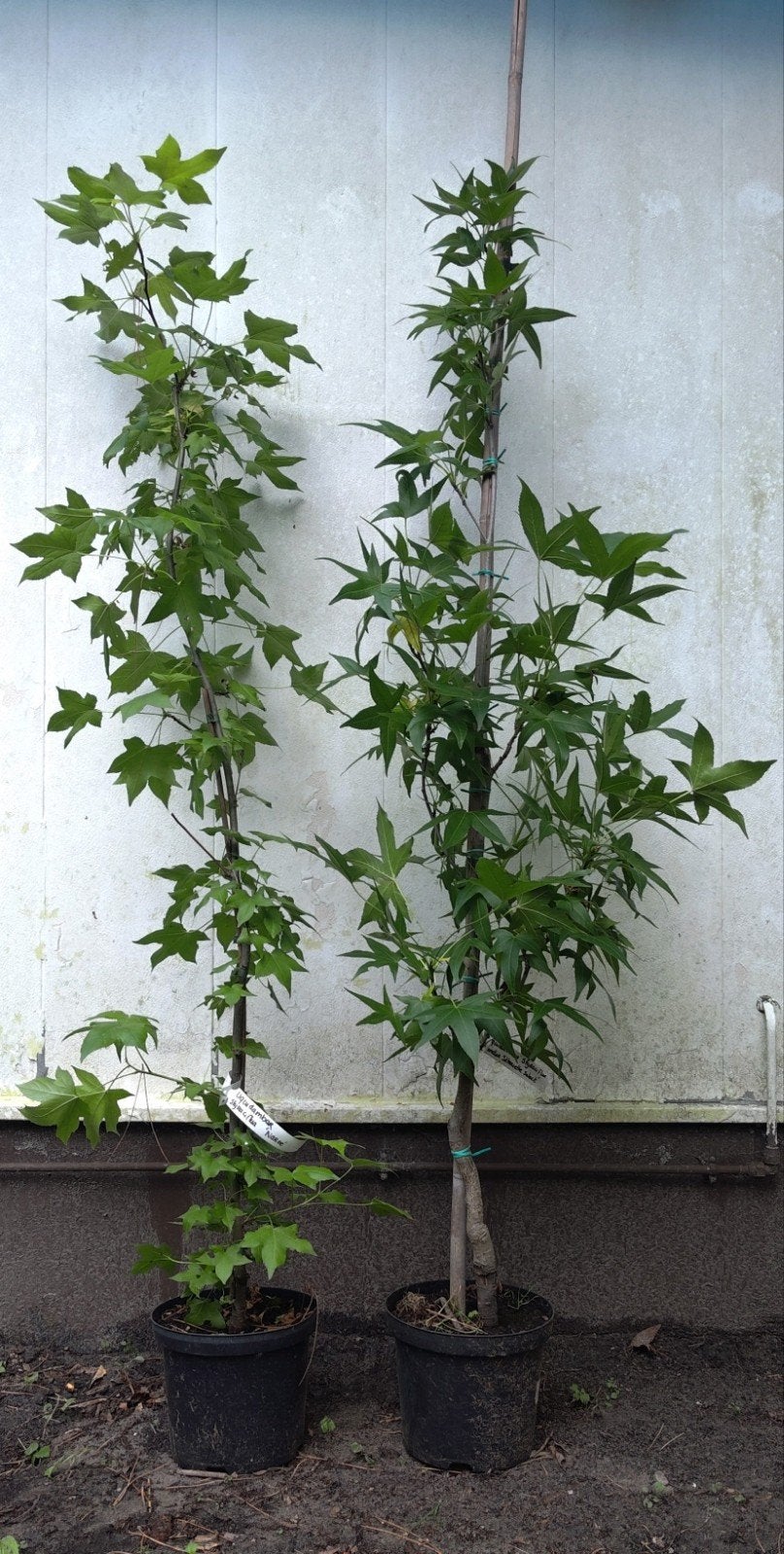 Liquidambar Styraciflua diverse variëteiten, Tuin en Terras, Lente, 100 tot 250 cm, Ophalen, Volle zon
